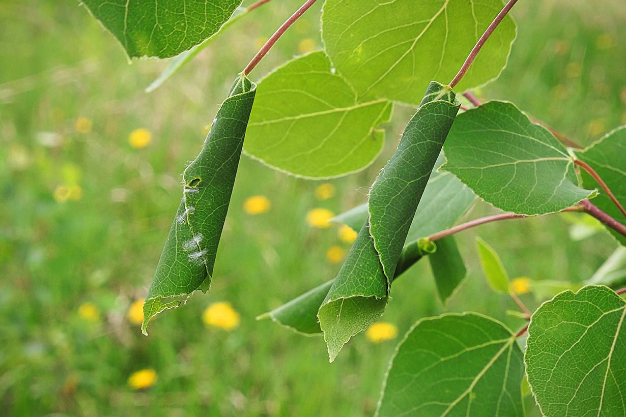 葉っぱの害虫対策を葉の被害状況別と虫の種類別に解説！ | となりの 
