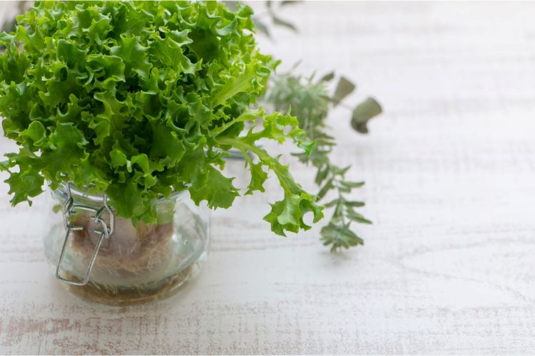 レタスの水耕栽培は家庭でも簡単にできる？ 失敗しない育て方を解説