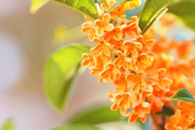 キンモクセイ（金木犀）に肥料を与える時期とは？肥料の種類ややり方も解説！