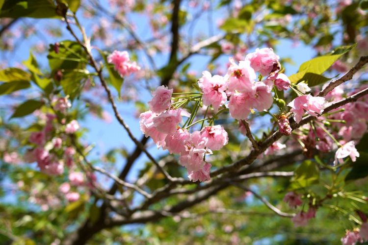 桜に肥料を与える時期とは？ おすすめの種類や量、与え方を紹介します