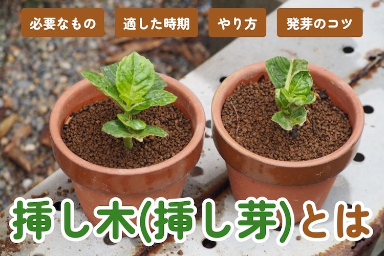 挿し木（挿し芽）とは？ 用土の選び方、おすすめの植物を紹介します
