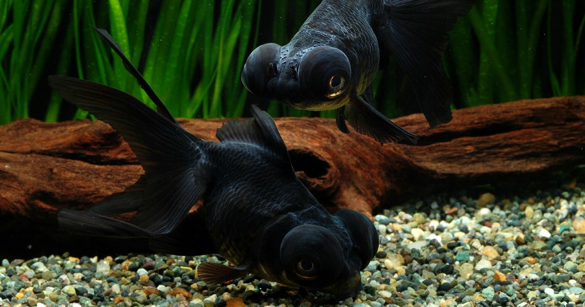 出目金ちゃん 出目金ST トリカラー インドネシア産 10cm #金魚 #出目金 #出目