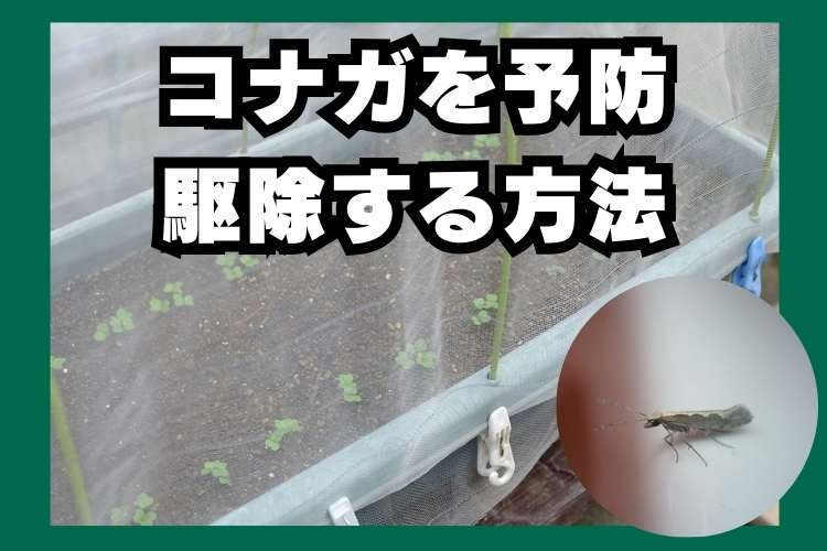 農薬が効かないコナガを駆除する方法とは？ 予防法も紹介！