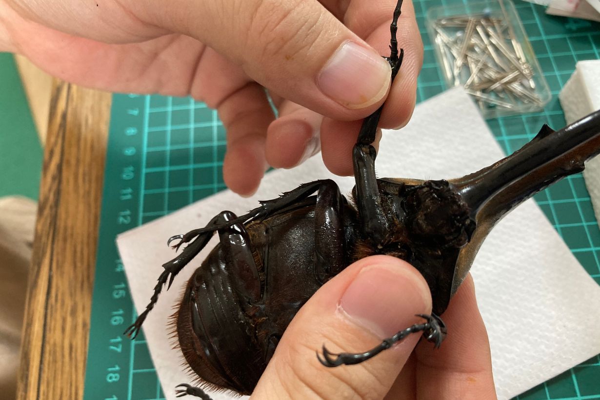 夢は日本中のマイマイカブリを集めること」“カインズの昆虫博士” 矢吹