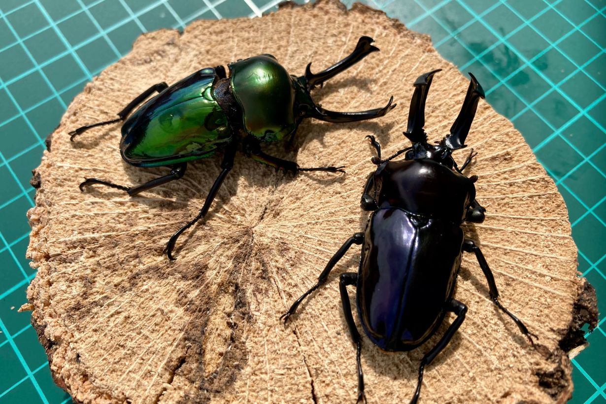 夢は日本中のマイマイカブリを集めること」“カインズの昆虫博士” 矢吹