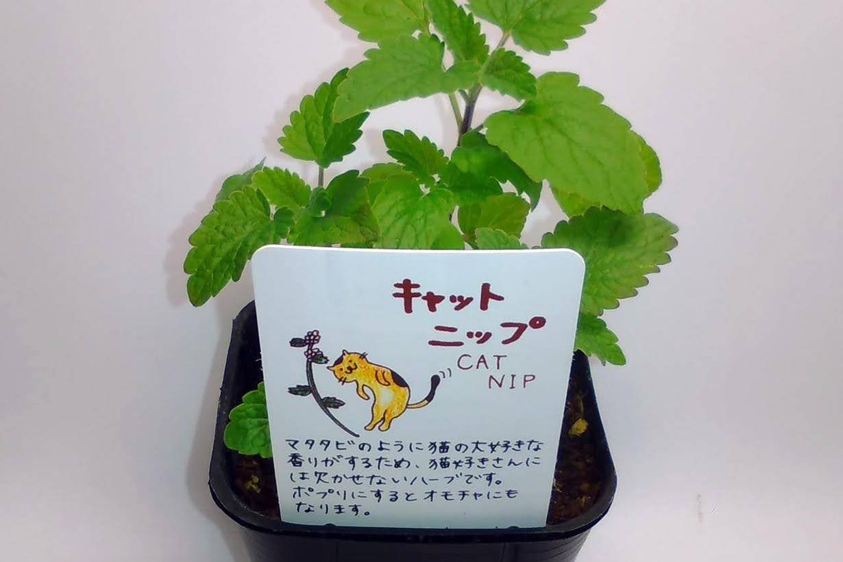 キャットニップ・イヌハッカ 【1苗】猫が好む香りを持つハーブ 抜き苗 キャットニップ・イヌハッカ 【1苗】猫が好む香りを持つハーブ 抜き苗