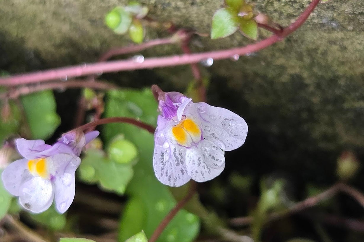サギゴケはどんな植物？ 基本の育て方やグランドカバーの楽しみ方