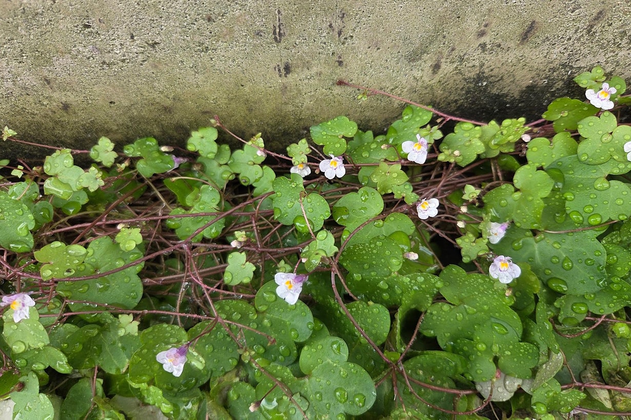 サギゴケはどんな植物？ 基本の育て方やグランドカバーの楽しみ方