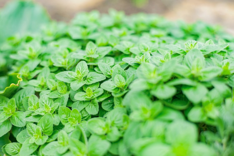 オレガノの育て方｜プランターと地植え、それぞれのコツを紹介します