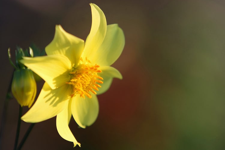 シュウメイギク（秋明菊）の育て方｜種類や植え替えの方法を紹介