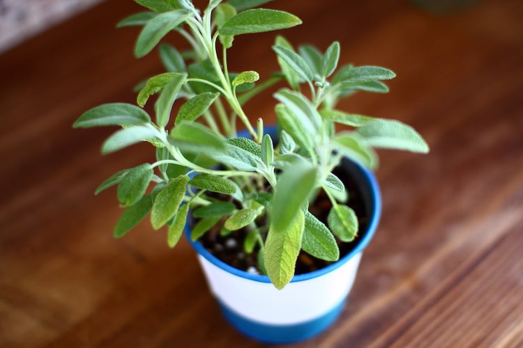 セージの育て方｜ハーブならではの爽やかな香り！使い方や効能を解説