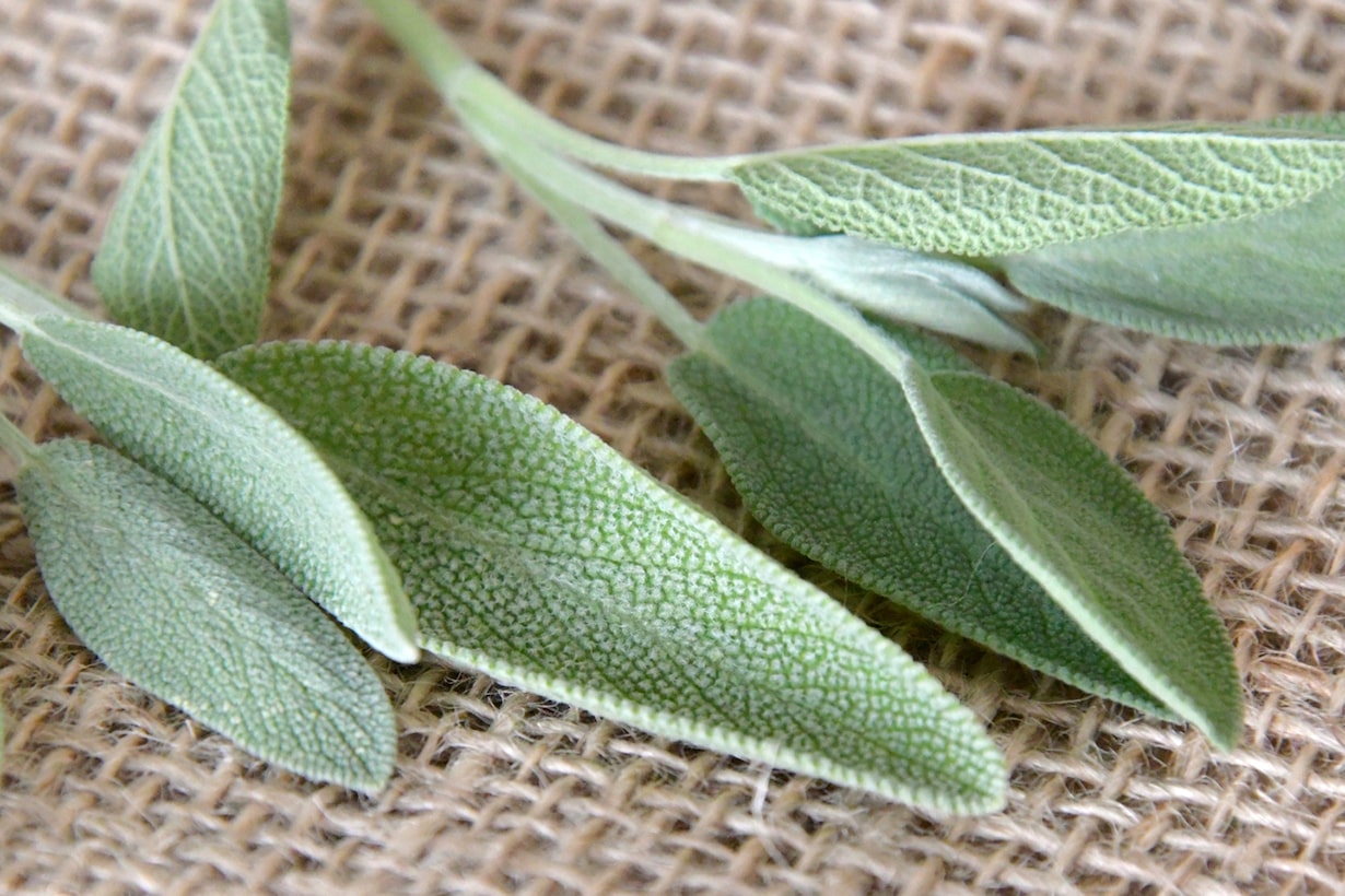 セージの育て方 挿し木の方法や効能 収穫後の使い方も紹介します となりのカインズさん