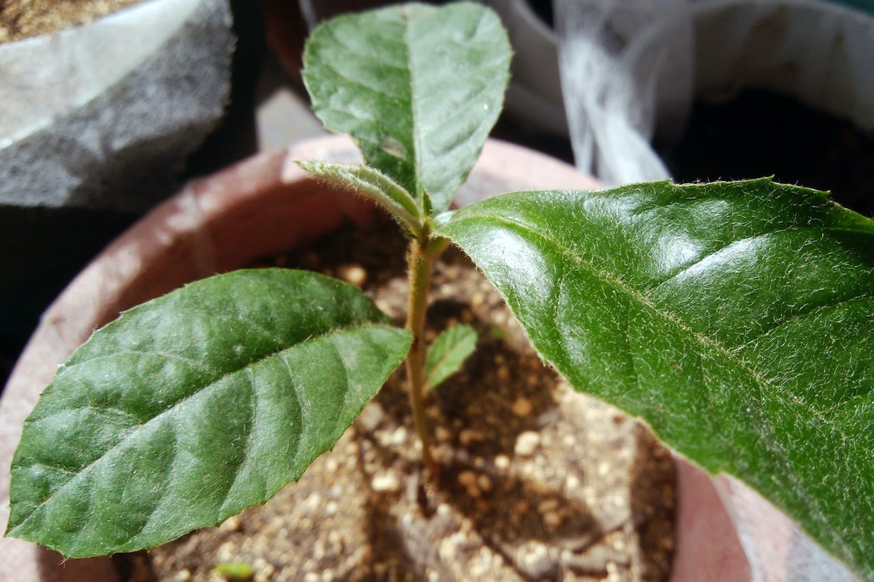 びわの育て方 鉢植えや剪定の方法を紹介 種から育てられる となりのカインズさん びわの育て方 鉢植えや剪定の方法を紹介 種から育てられる となりのカインズさん