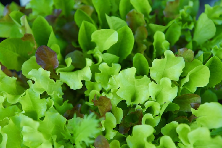 ベビーリーフの育て方｜種類や水耕栽培の方法などを紹介します