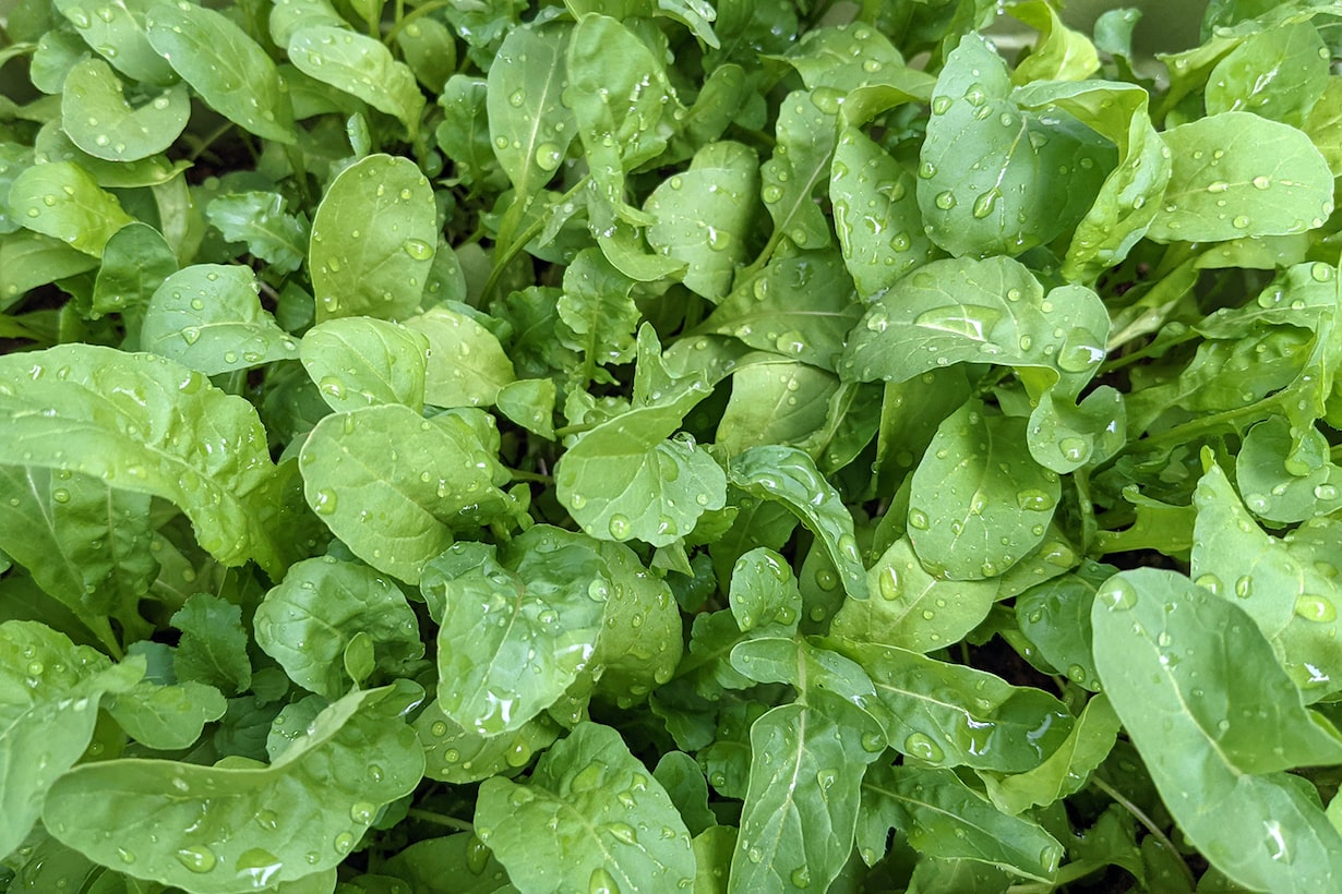 ルッコラの育て方｜プランター栽培・水耕栽培の方法を解説します