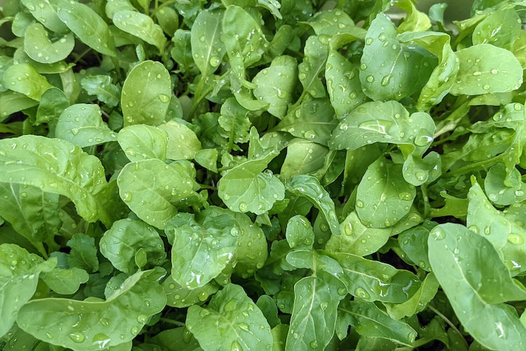 ルッコラの育て方｜プランター栽培・水耕栽培の方法を解説します