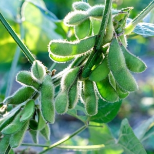 ラズベリーの育て方 プランターへの鉢植えで育てる方法 支柱の立て方も紹介します となりのカインズさん