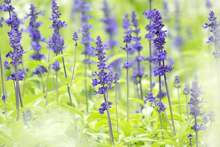 ブルーサルビアの育て方｜切り戻しの位置や冬越しの方法を紹介します