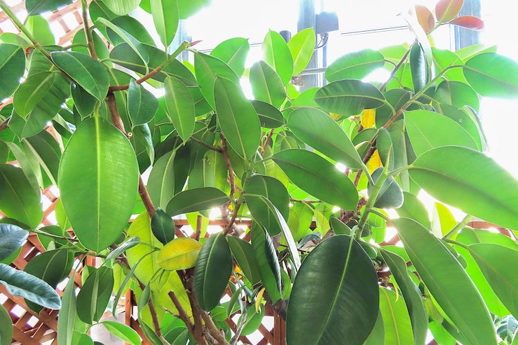 フィカス（ゴムの木）の育て方｜剪定・植え替え・挿し木の方法などを紹介します