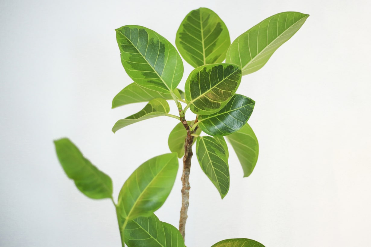 フィカス ゴムの木 の育て方 剪定 植え替え 挿し木の方法などを紹介します となりのカインズさん