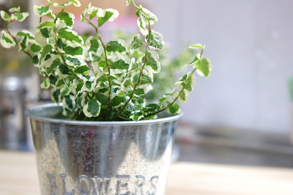 フィカス（ゴムの木）の育て方｜剪定・植え替え・挿し木の方法などを