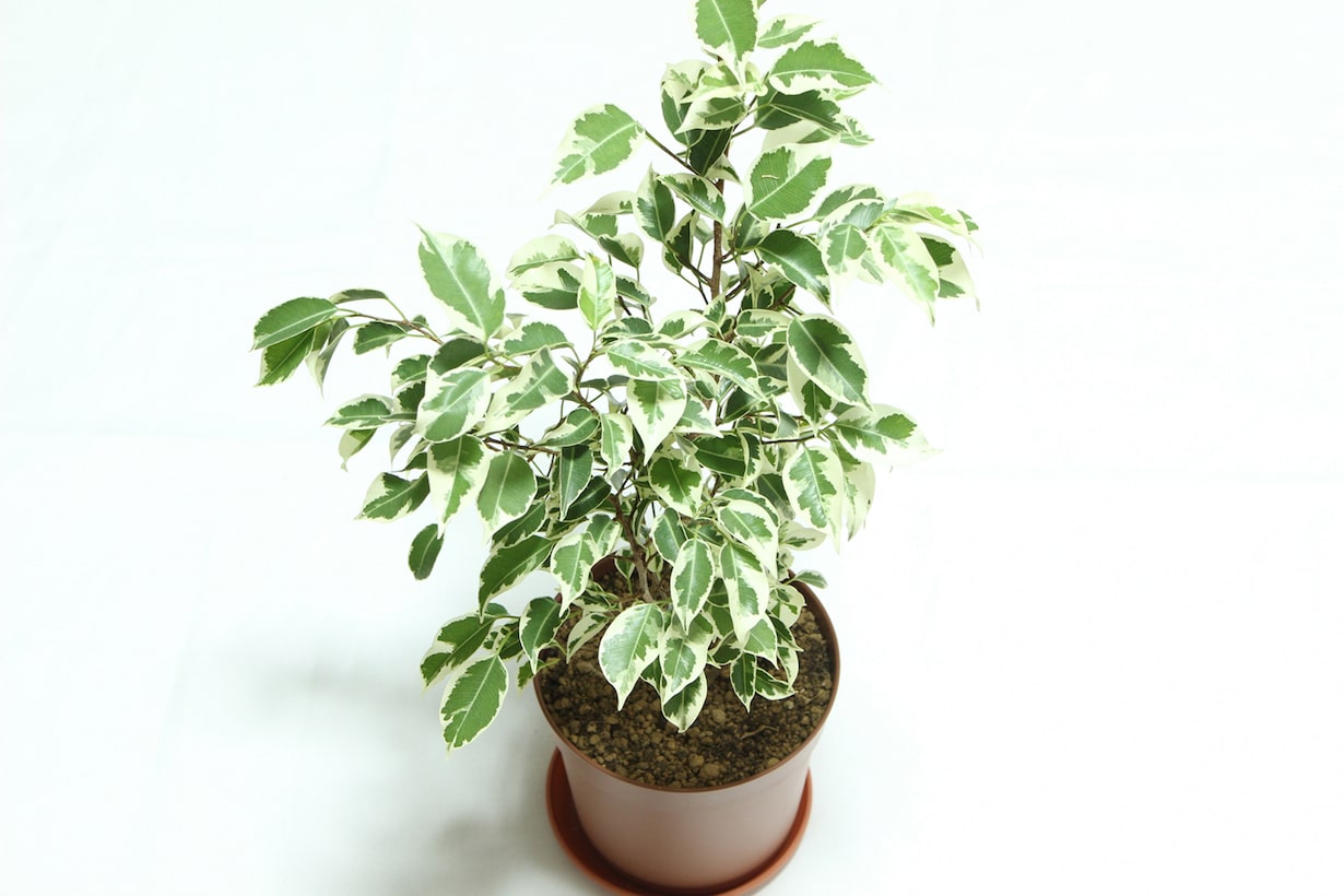 フィカス（ゴムの木）の育て方｜剪定・植え替え・挿し木の方法などを