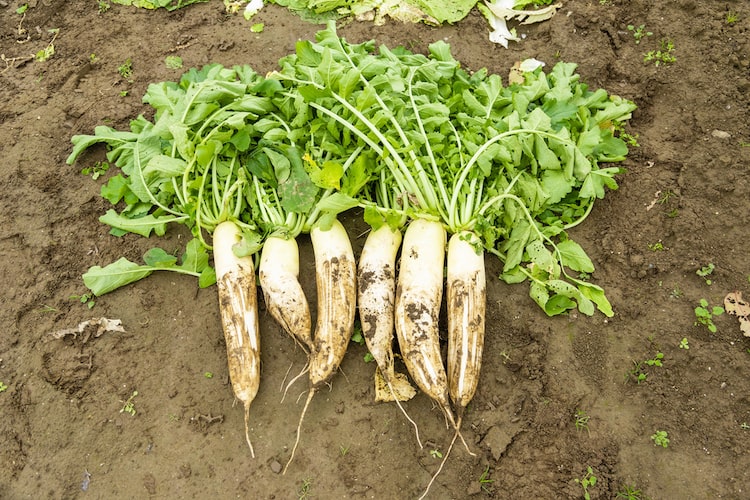 大根(ダイコン)がかかりやすい病気と対策を紹介します