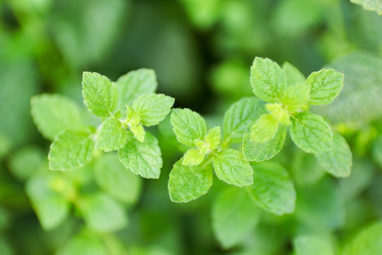 レモンバームの育て方｜種からの栽培や挿し木の方法、効能や使い方も紹介