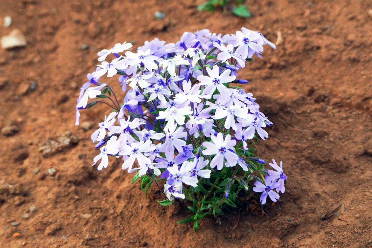 芝桜の育て方 プランターや地植えで育てる方法 増やし方も紹介します となりのカインズさん