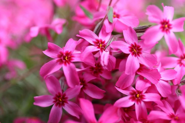 芝桜の育て方｜プランターや地植えで育てる方法、増やし方も紹介します