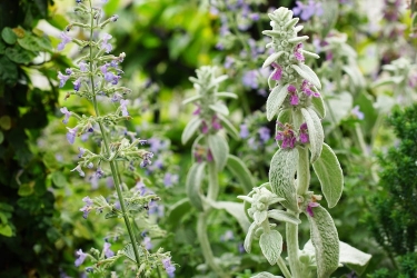 ホーリーバジル（トゥルシー）の育て方 | となりのカインズさん