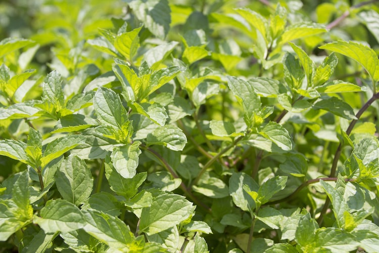 オレンジミントの育て方|ハーブとしての効能や収穫後の使い方も紹介