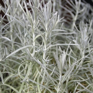 挿し木 挿し芽 とは 土の選び方 挿し木できる植物などを紹介します となりのカインズさん