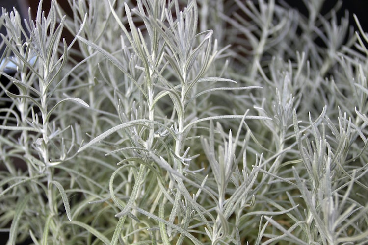 カレープラントの育て方｜剪定の方法は？ 苗から育てるコツを解説！