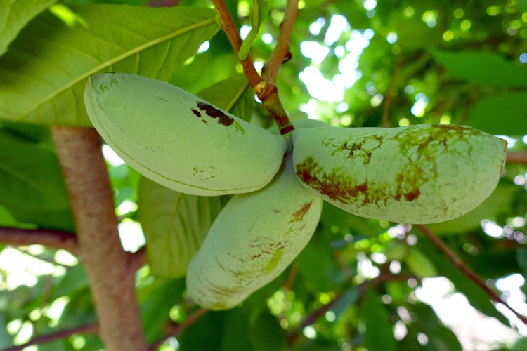 【幻の果実】ポポーの育て方｜水やり頻度や、種から鉢植えで育てる方法などを紹介