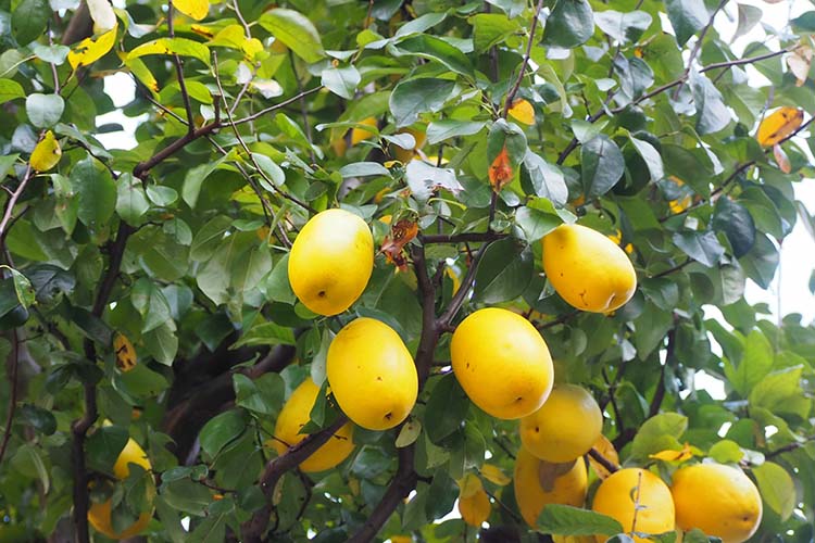 カリン（花梨）の育て方｜苗木から育てる方法や剪定、収穫の仕方をご紹介