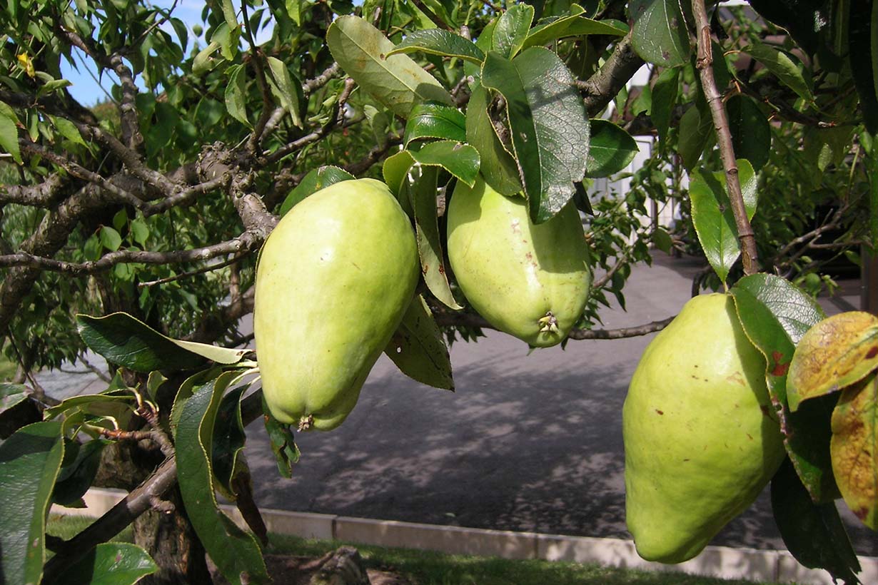 カリン(花梨)の育て方|苗木から育てる方法や剪定、収穫の仕方をご紹介 | となりのカインズさん
