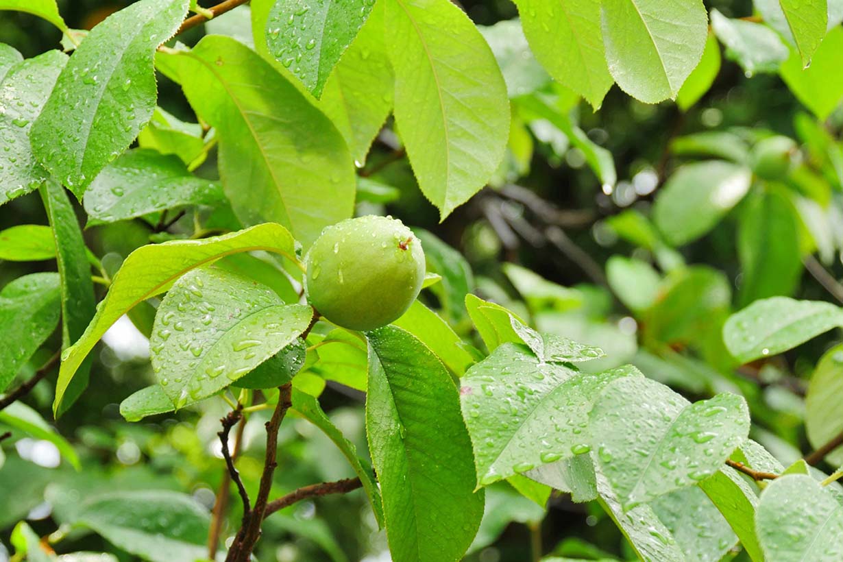 カリン(花梨)の育て方|苗木から育てる方法や剪定、収穫の仕方をご紹介 | となりのカインズさん