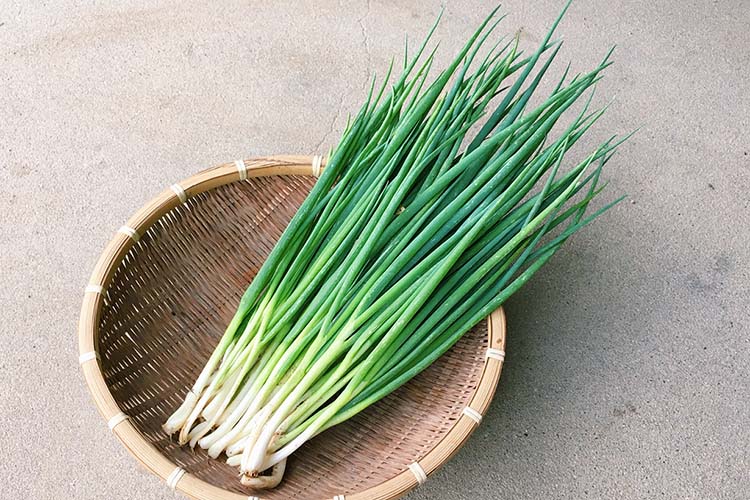 葉ネギの栽培方法・育て方｜種まきからプランターで育てる方法や収穫時期を紹介