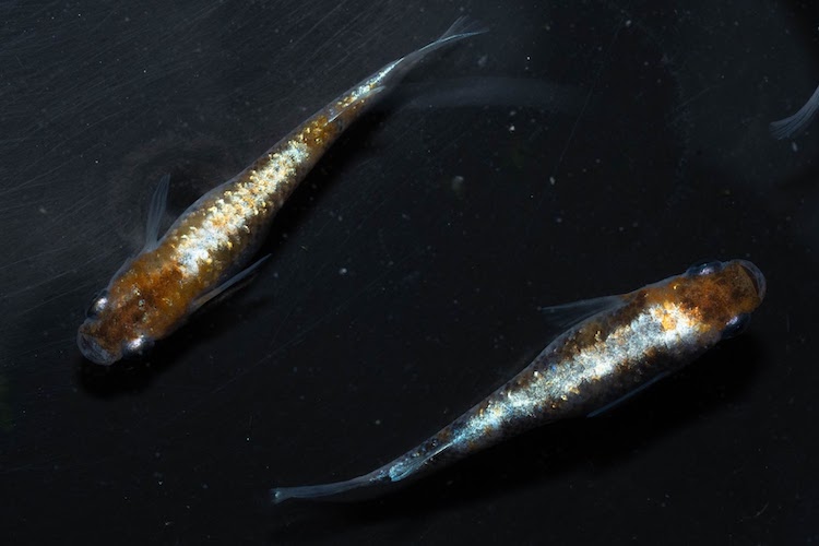 品種改良メダカの体外光の伸ばし方をメダカ専門店「うなとろふぁ〜む」が解説!