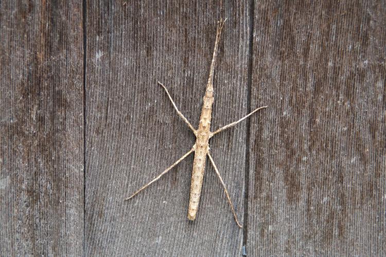 トゲトゲがカッコいいトゲナナフシの飼い方！ 卵から育てるコツも紹介