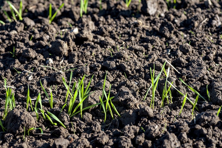 黒土（くろつち）とは？ ｜特徴や園芸での使い方などを紹介します