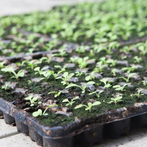 苗床とは？ 作り方や土の種類、苗代との違いなどを解説します