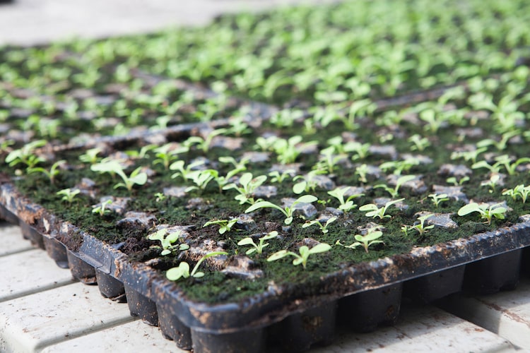 苗床とは？ 作り方や土の種類、苗代との違いなどを解説します