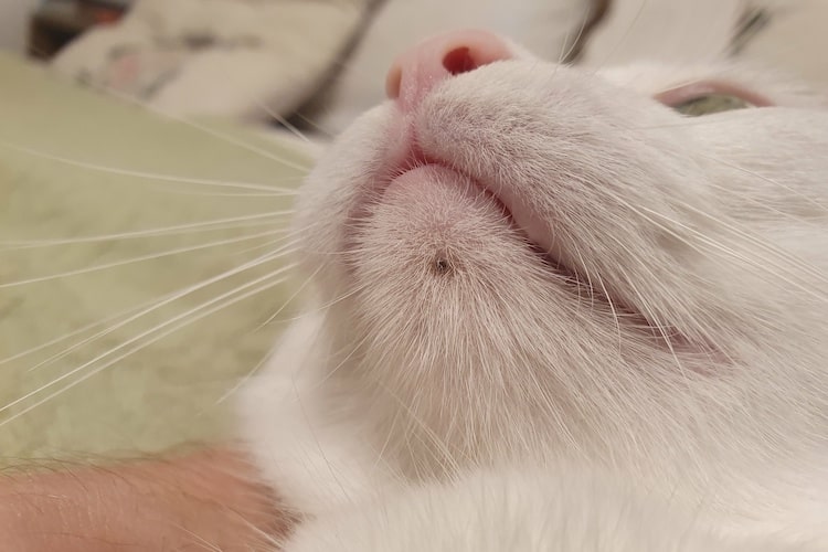 【獣医師監修】猫のあごニキビはなぜできる？ブツブツの原因と対処法を解説