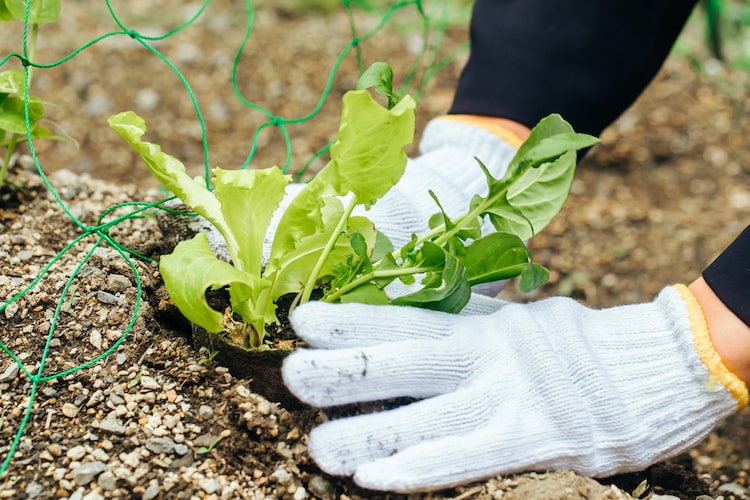 春に植える野菜を紹介します【家庭菜園におすすめ】