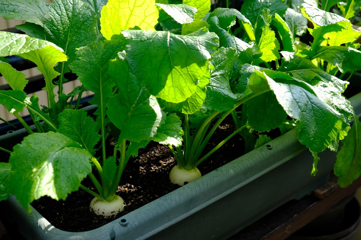 春に植える野菜を紹介します【家庭菜園におすすめ】 | となりのカインズさん