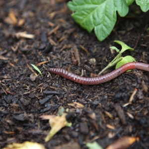 地中の王・ミミズの飼い方を徹底解説！ 生ゴミ処理部隊としても大活躍