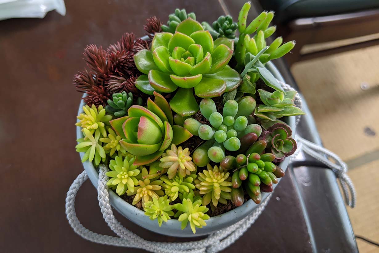 初心者におすすめの多肉植物｜寄植えのポイントや室内で育つ品種も紹介