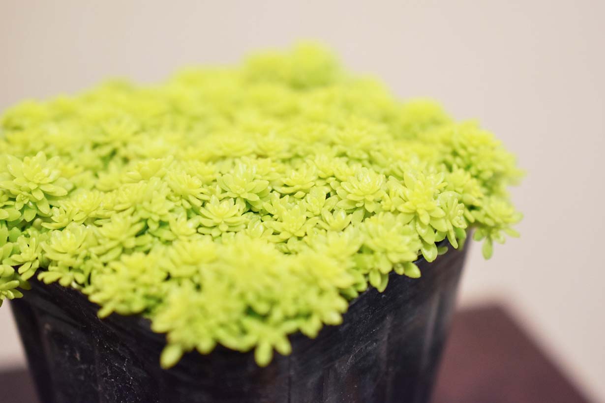 初心者におすすめの多肉植物 寄植えのポイントや室内で育つ品種も紹介 となりのカインズさん